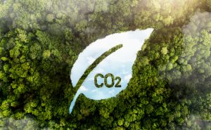 view green forest trees with co2